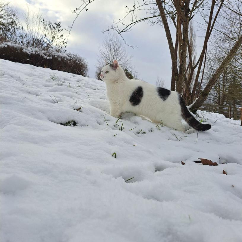 Katzen Johannishof Fotos (4)