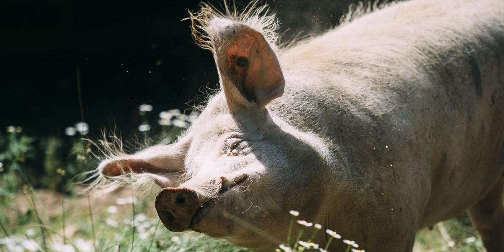 Schweine Johannishof Fotos (1)