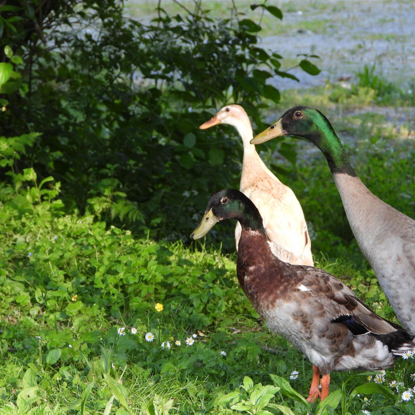 Enten Johannishof Fotos (5)