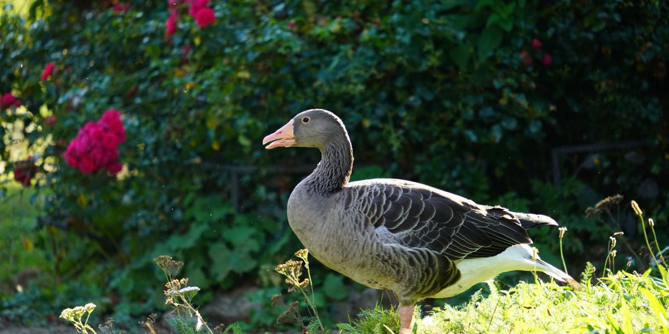 Gänse Johannishof Fotos (11)