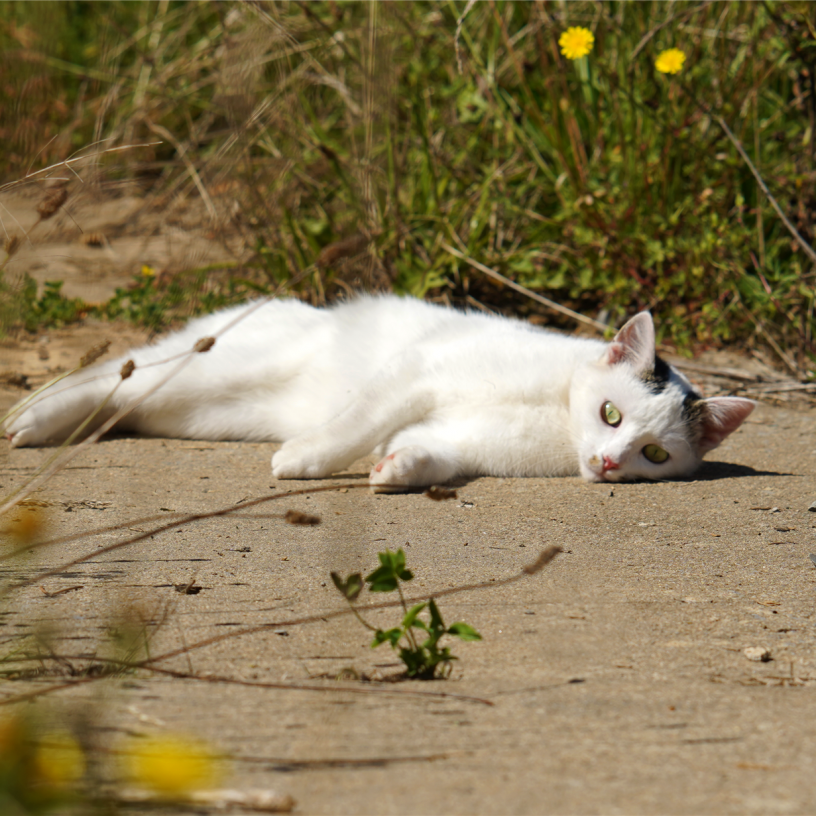 Heimat für Tiere_Pünktchen
