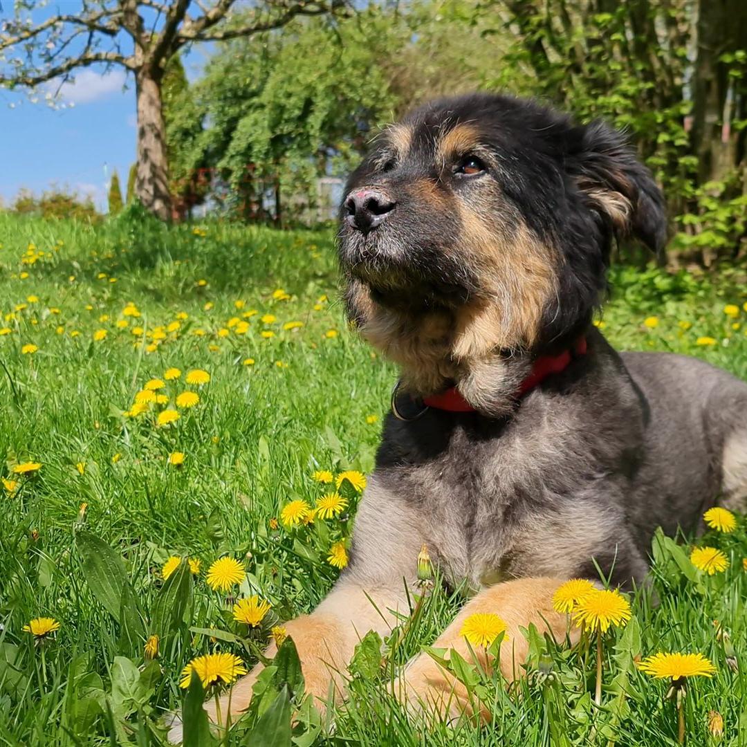 Hunde Johannishof Fotos (5)