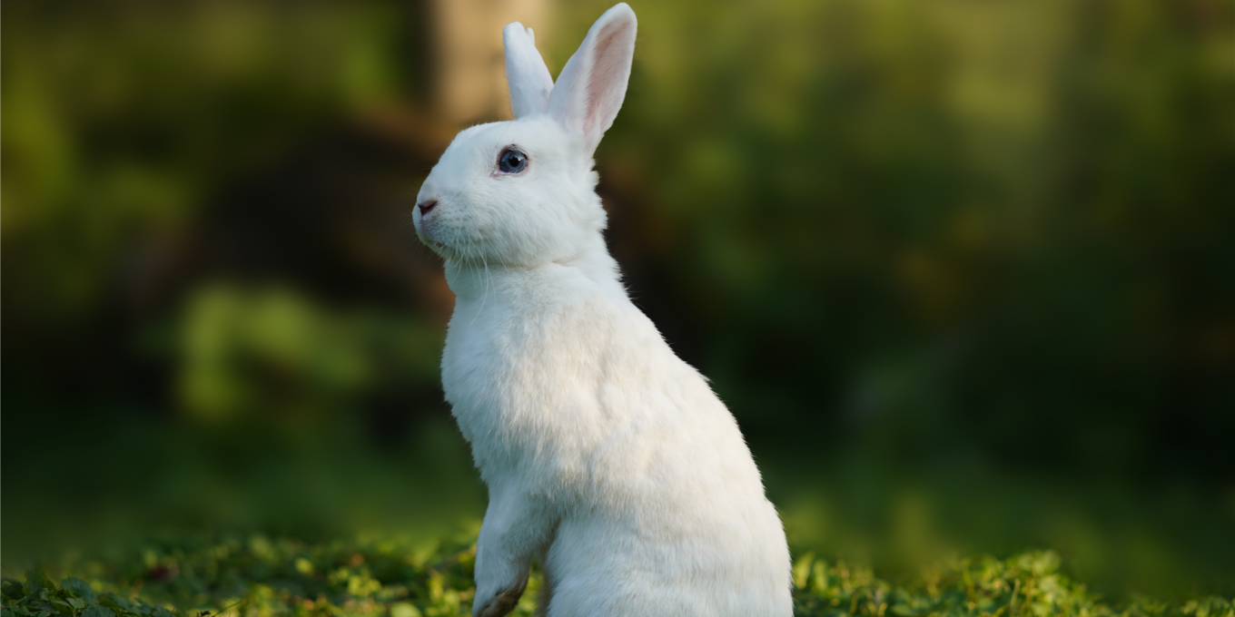 Kaninchen Johannishof Fotos (1)