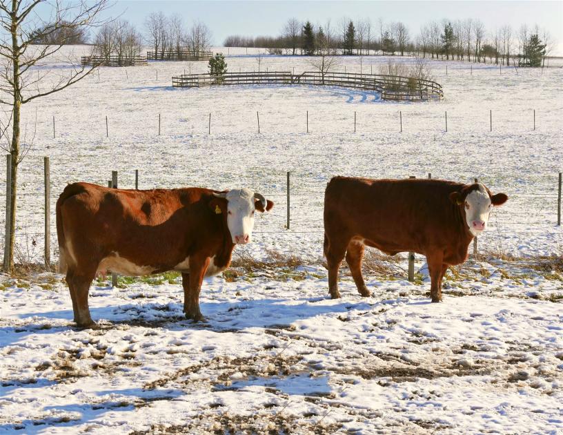 Zwei Kühe stehen auf einer verschneiten Weide auf dem Gnadenhof Heimat für Tiere