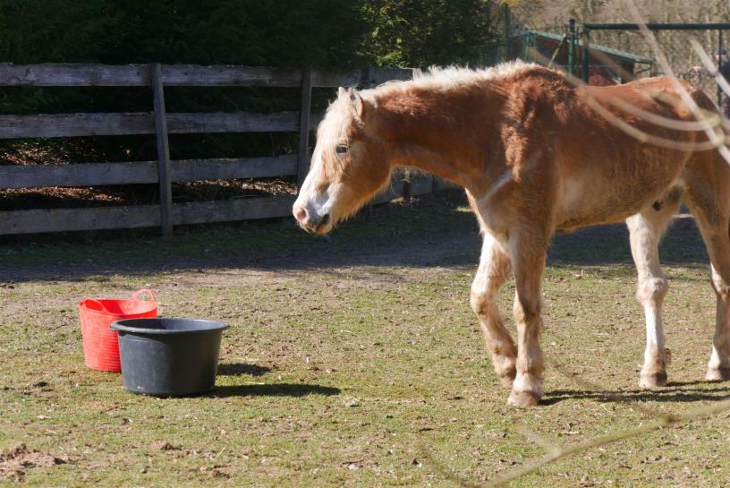 Pferde Johannishof Fotos (5)