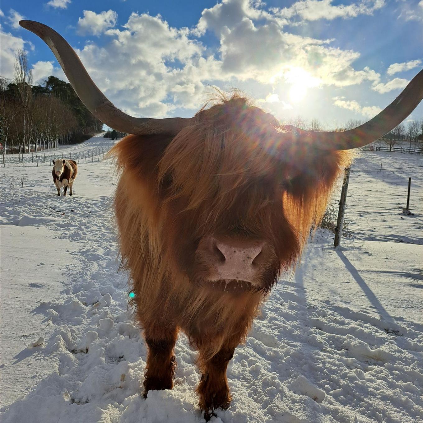 Urrind auf der verschneiten Weide von Heimat für Tiere