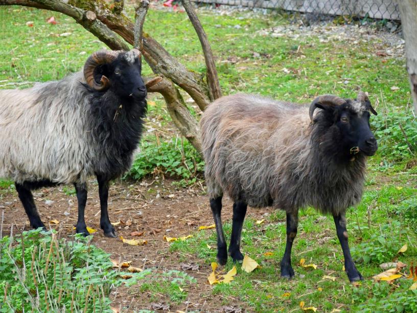 Schaf und Heidschnucke auf einer Weide auf dem Gnadenhof Heimat für Tiere