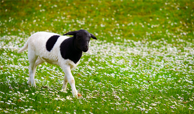 Schafe Johannishof Fotos (4)