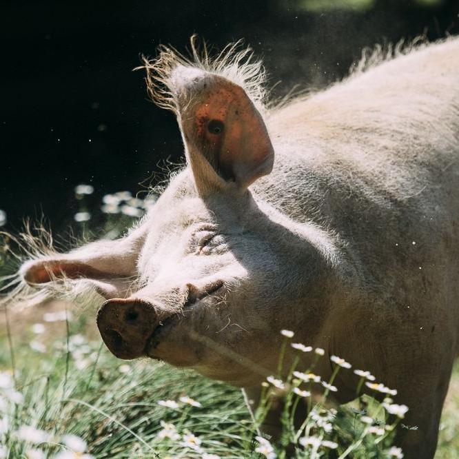 Schweine Johannishof Fotos (1)