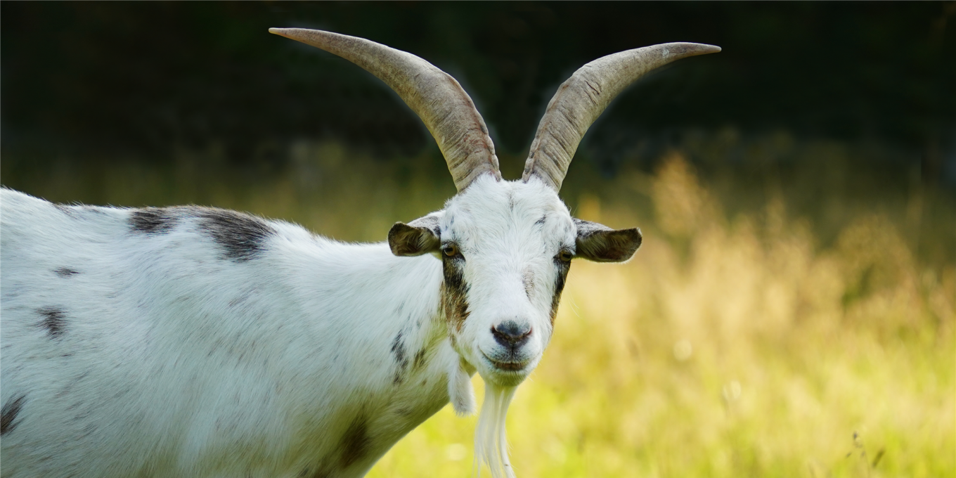 Ziege Johannishof Heimat für Tiere